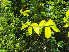 Passiflora serratodigitata