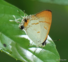 Hypolycaena thecloides