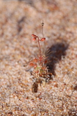 Drosera omissa