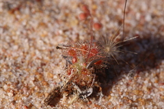 Drosera omissa