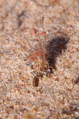 Drosera omissa