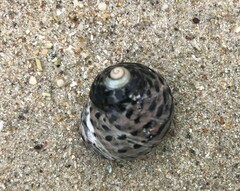 Austrocochlea constricta