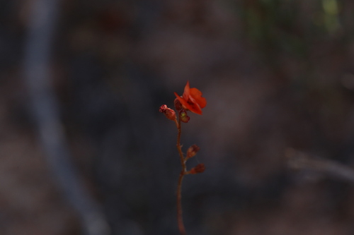 Drosera echinoblastus