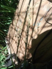 Juncus gerardi