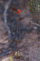 Drosera echinoblastus