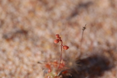 Drosera omissa