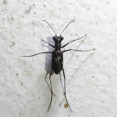 Odontocheila