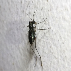 Odontocheila