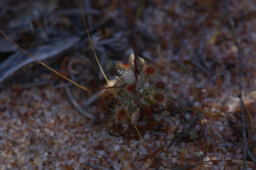 Drosera echinoblastus