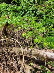 Passiflora serratodigitata