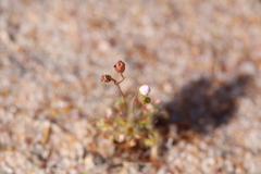 Drosera omissa