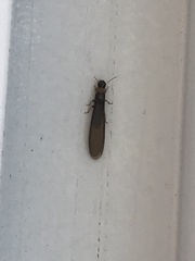 Kalotermes flavicollis