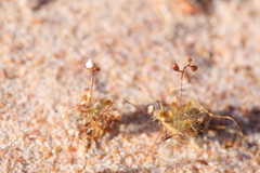 Drosera omissa