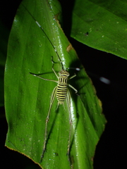 Nisitrus danum
