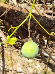 Passiflora serratodigitata
