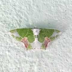 Protuliocnemis partita