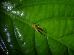 Trigonidiidae