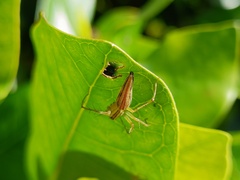 Oxyopes macilentus