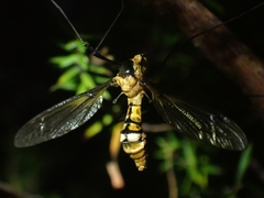 Leptotarsus clavatus