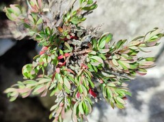 Cliffortia complanata