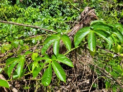 Passiflora serratodigitata