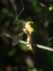 Leptotarsus clavatus