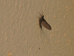 Callibaetis pictus