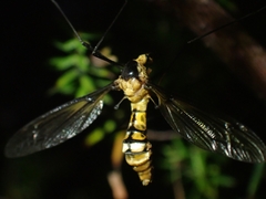 Leptotarsus clavatus