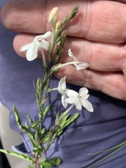 Pseuderanthemum variabile