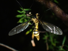 Leptotarsus clavatus