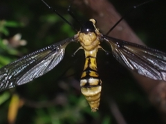 Leptotarsus clavatus