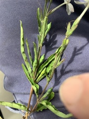 Pseuderanthemum variabile