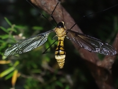 Leptotarsus clavatus