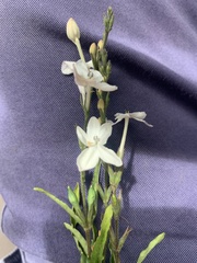 Pseuderanthemum variabile