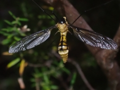 Leptotarsus clavatus