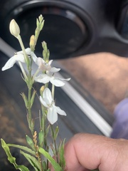 Pseuderanthemum variabile