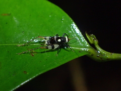 Rhicnogryllus bipunctatus