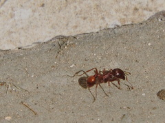 Pogonomyrmex barbatus