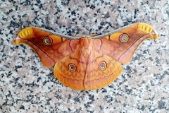 Antheraea frithi