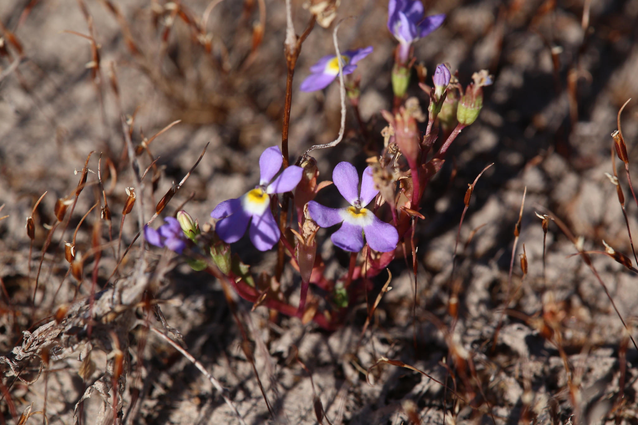 Isotoma pusilla