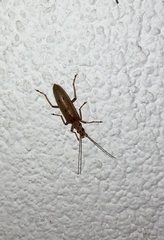 Parisopalpus nigronotatus