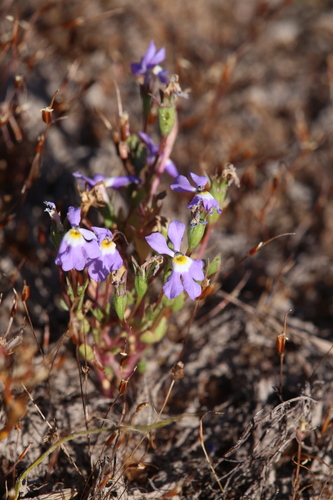 Image of Isotoma Pusilla (Isotoma pusilla) by (c) Hugo Innes, some rights reserved (CC BY)