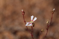 Stylidium calcaratum