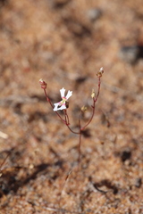 Stylidium calcaratum