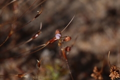Drosera omissa