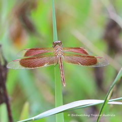 Neurothemis stigmatizans