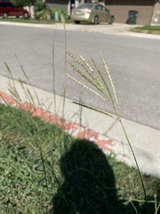 Bothriochloa ischaemum