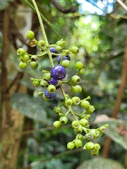 Bertiera guianensis