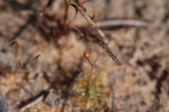 Drosera omissa