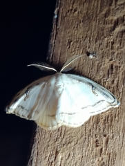 Callidrepana gelidata